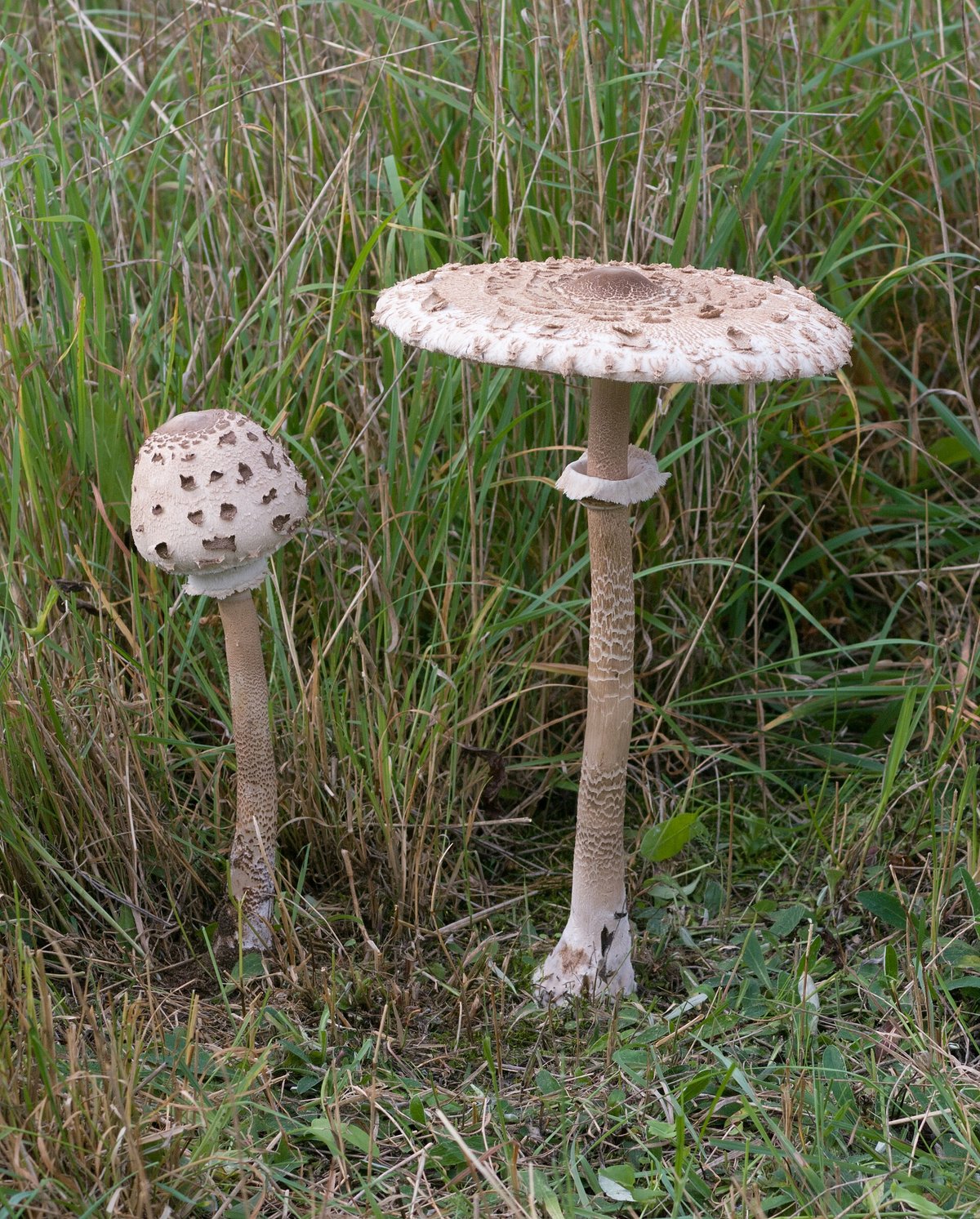 Parasol Mushroom Harvest — Hungarian Steppe