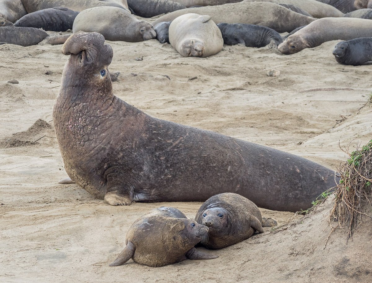 Año Nuevo Elephant Seals