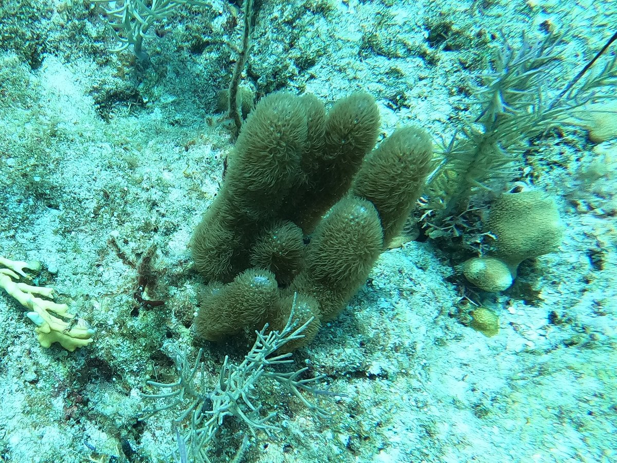 Molasses Reef — United States