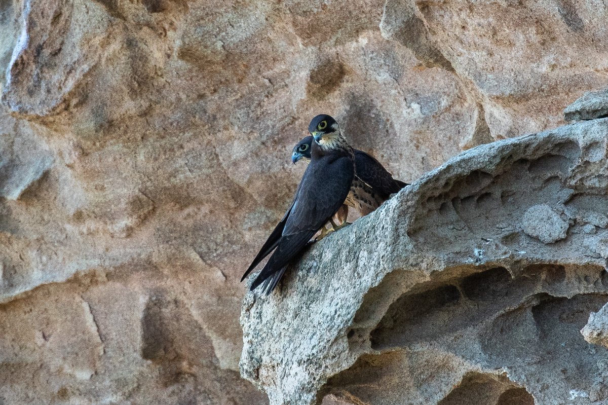 Eleonora's Falcon Colony — Paros Greece