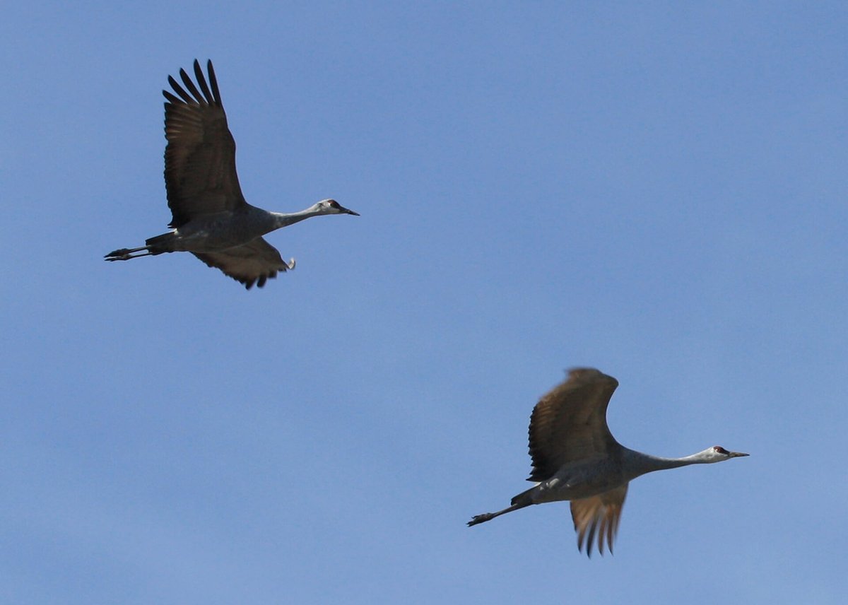 Red-Crowned Crane Dance — Cheorwon