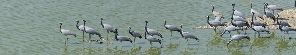 Demoiselle Crane Winter Feeding — Khichan India