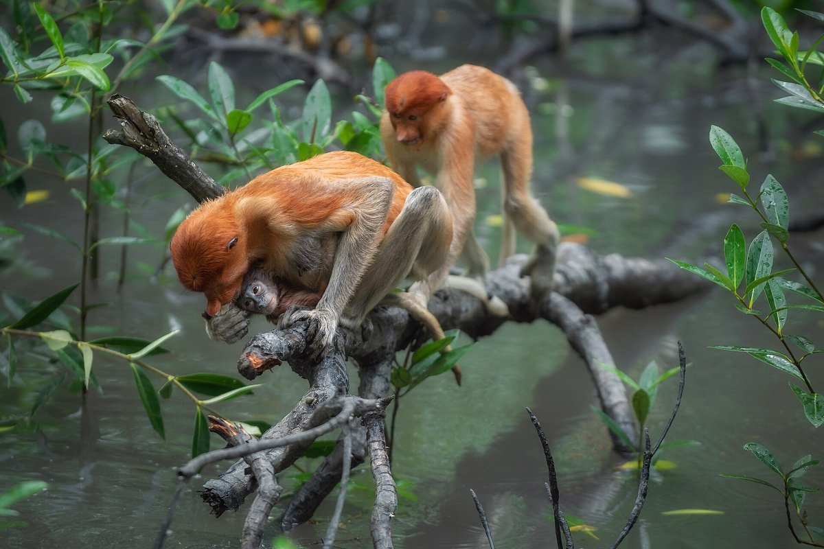 Proboscis Monkey Mangrove — Bako Sarawak
