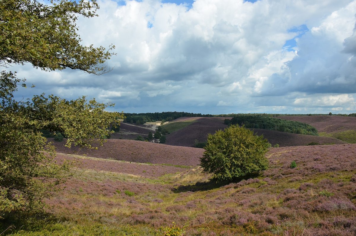 Posbank Heather Bloom