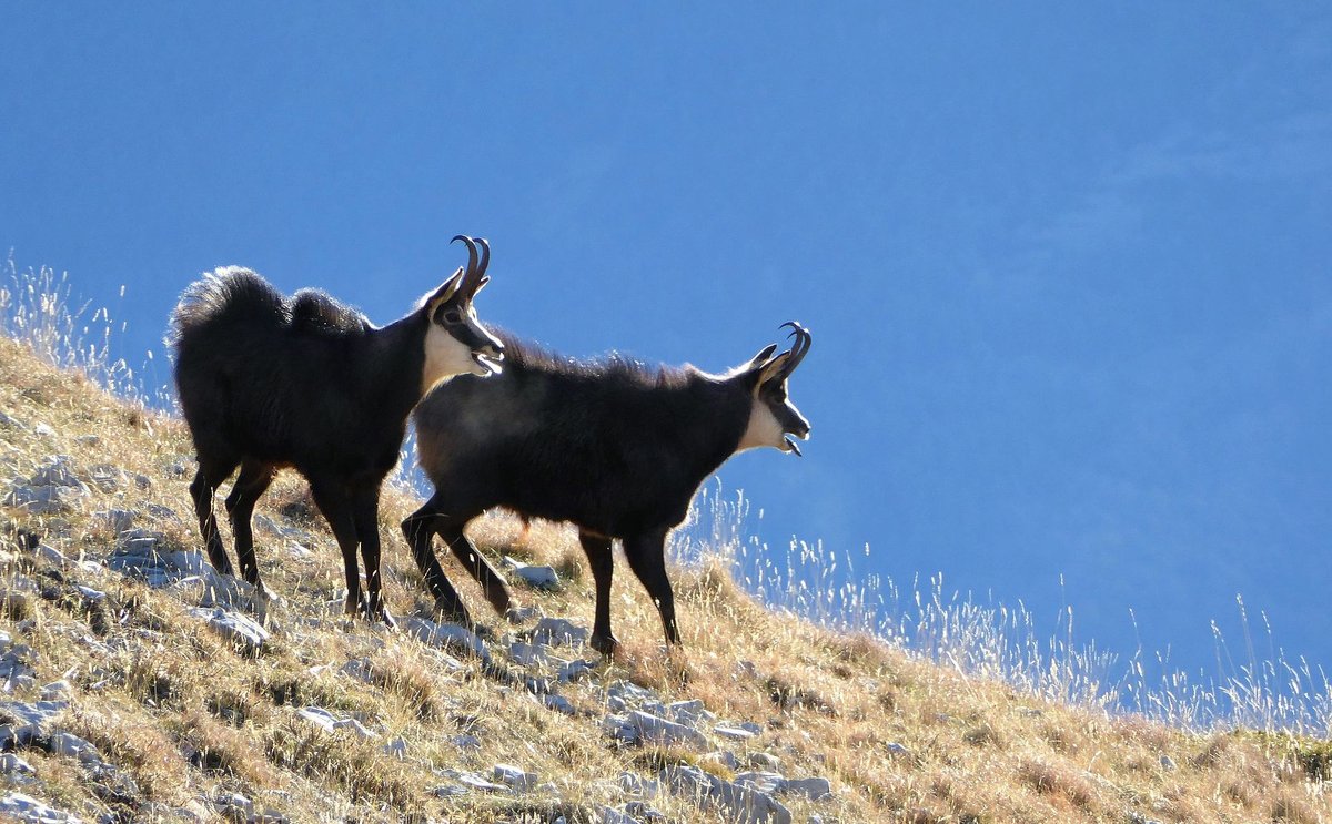 Chamois Rut — Tatra Mountains Poland Slovakia