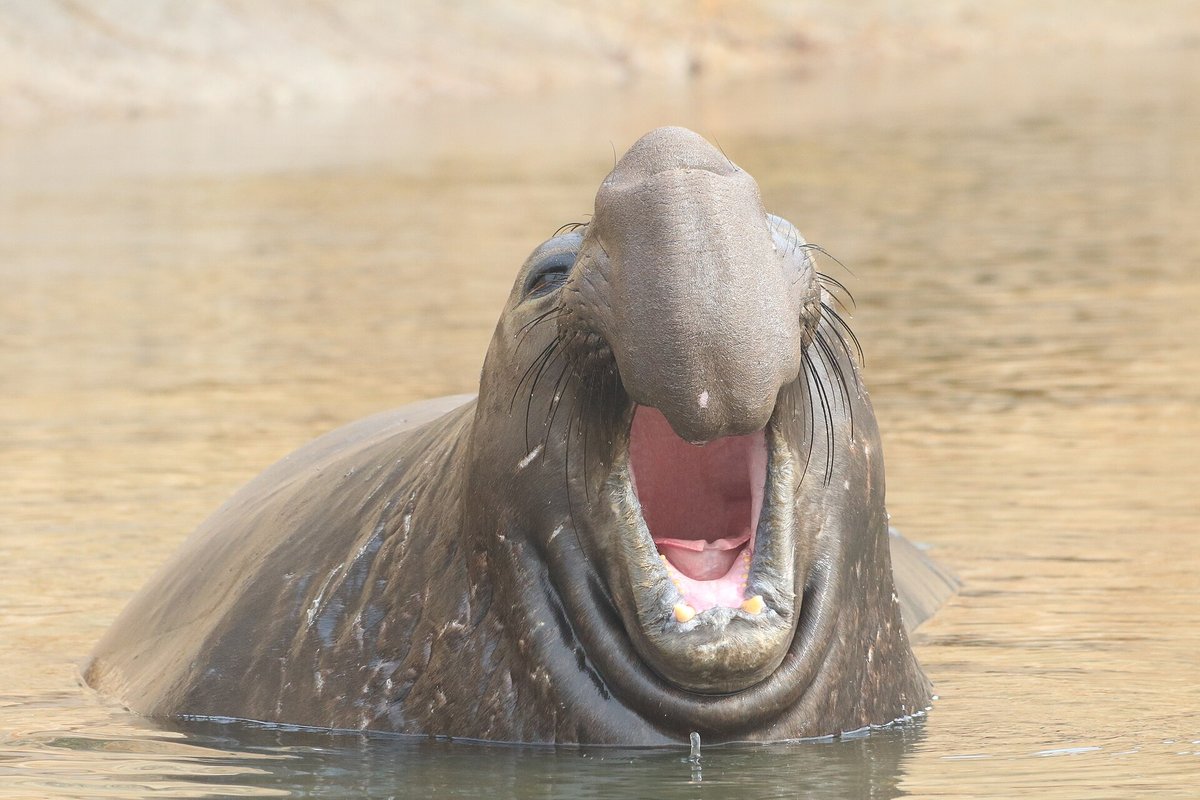 Northern Elephant Seal Breeding Colony — Isla Cedros