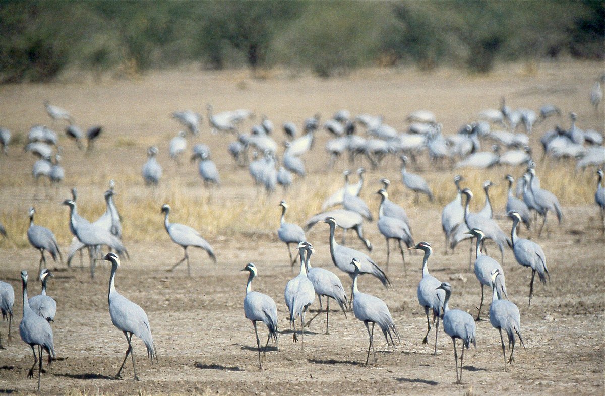 Demoiselle Crane Night Roost — Rajasthan India