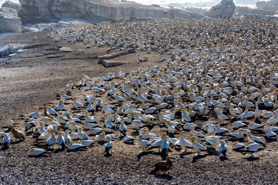 Sept-Îles seabird reserve