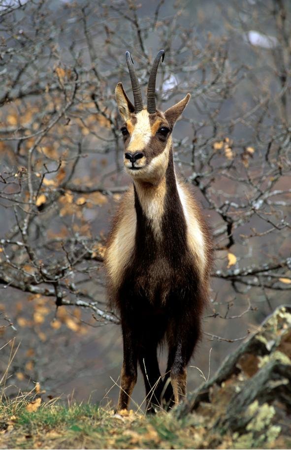 Cantabrian chamois — Picos de Europa