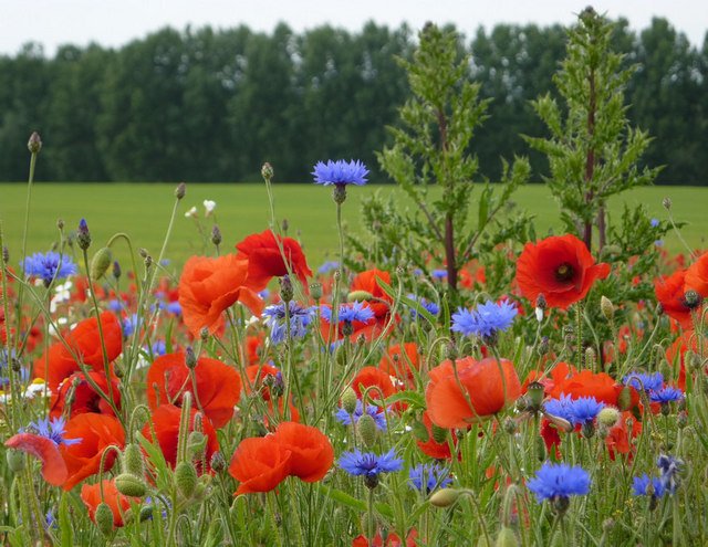 Cornflower & Poppy Fields — Alsace Plain