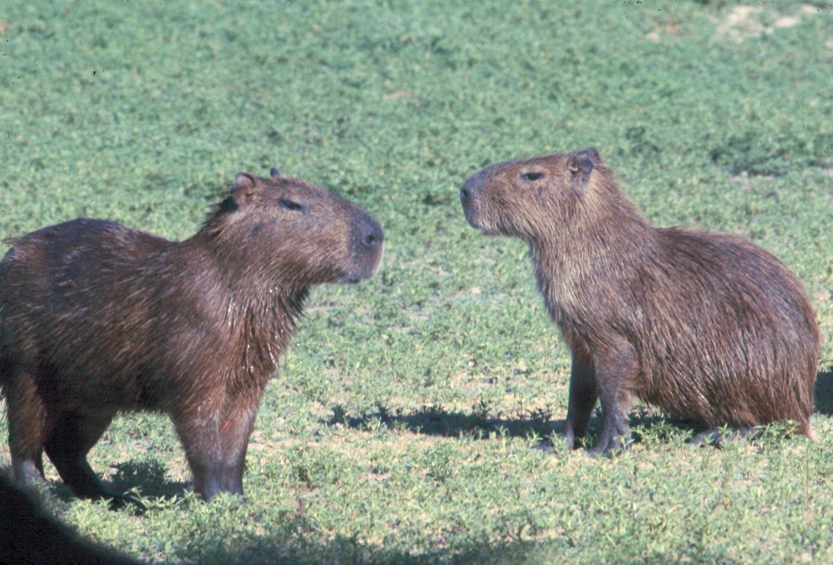 Capybara Aggregation Dry Season — Los Llanos Venezuela