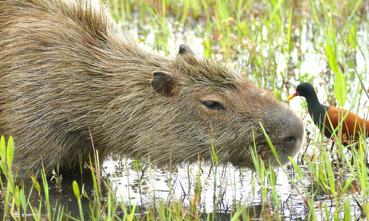 Pantanal Capybara Concentrations — Miranda Brazil
