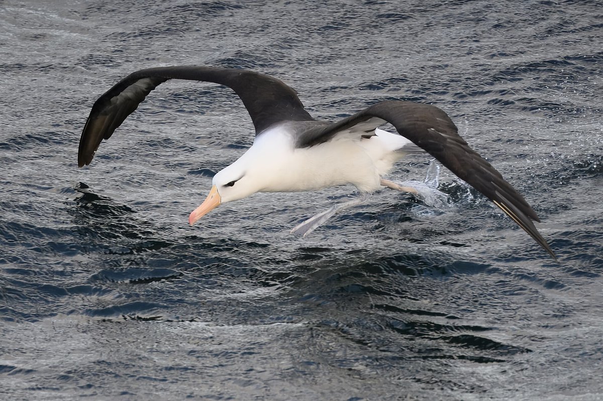 Black-browed Albatross Breeding Colony — Mykines
