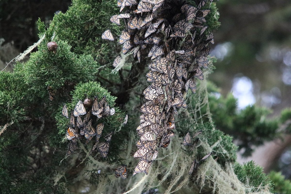 Monarch Butterfly Overwintering — El Rosario Mexico