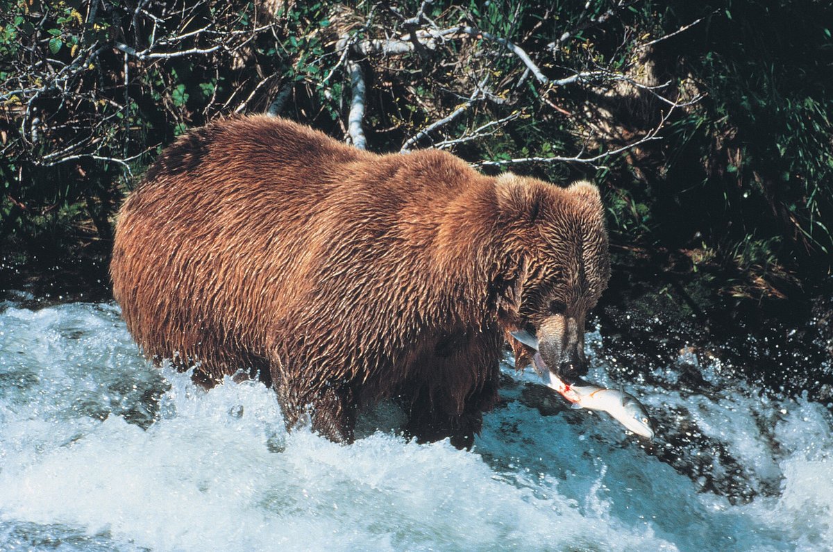 McNeil River Bears