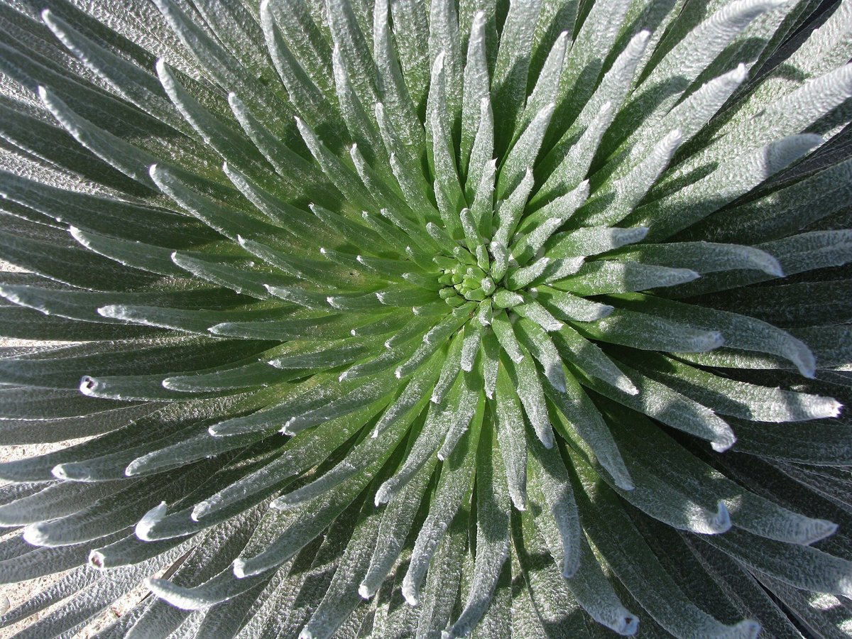 Haleakala Silversword