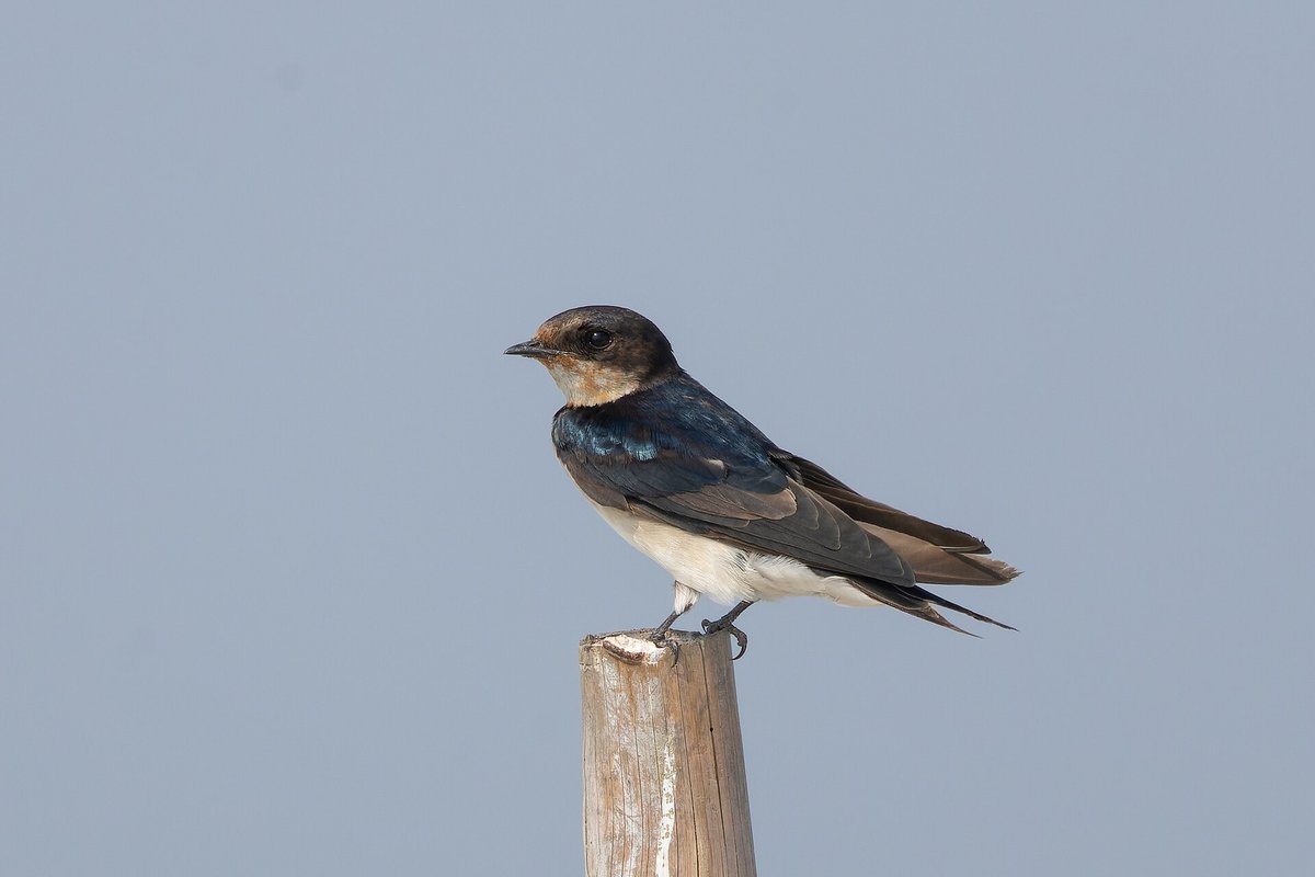 Barn Swallow Murmuration — Po Delta Italy