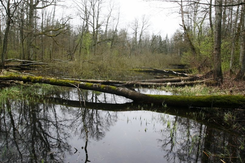 Naliboki forest Old-Growth Forest — Belarus
