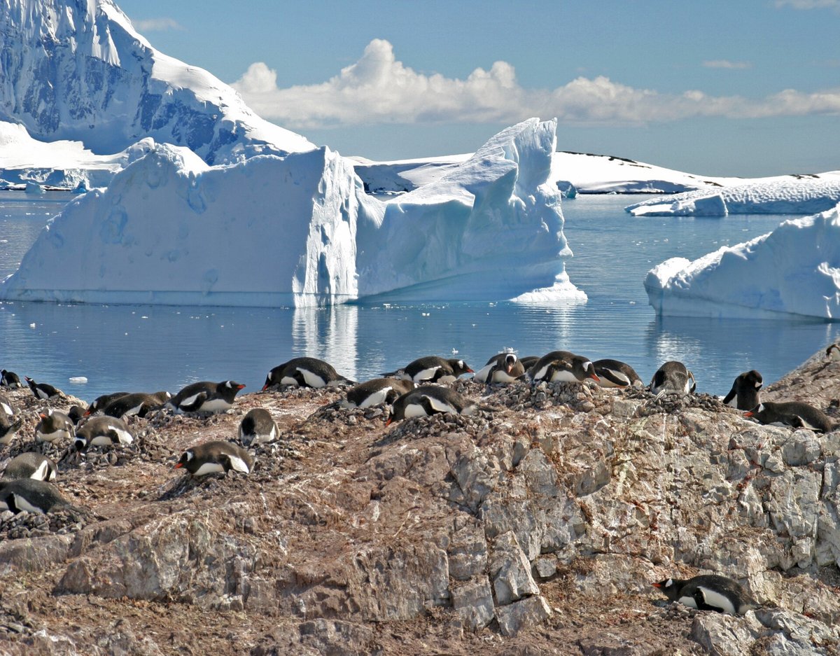 Gentoo Penguin Colony — Volunteer Point Falkland Islands