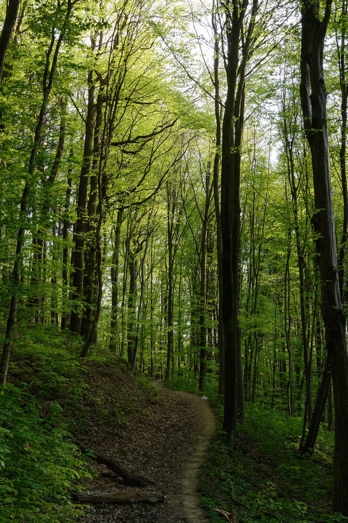 Vienna Woods Wienerwald Vista