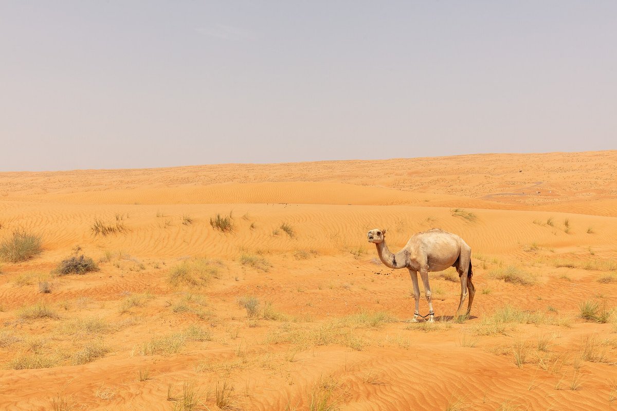 Wahiba Sands Camel Country — Oman