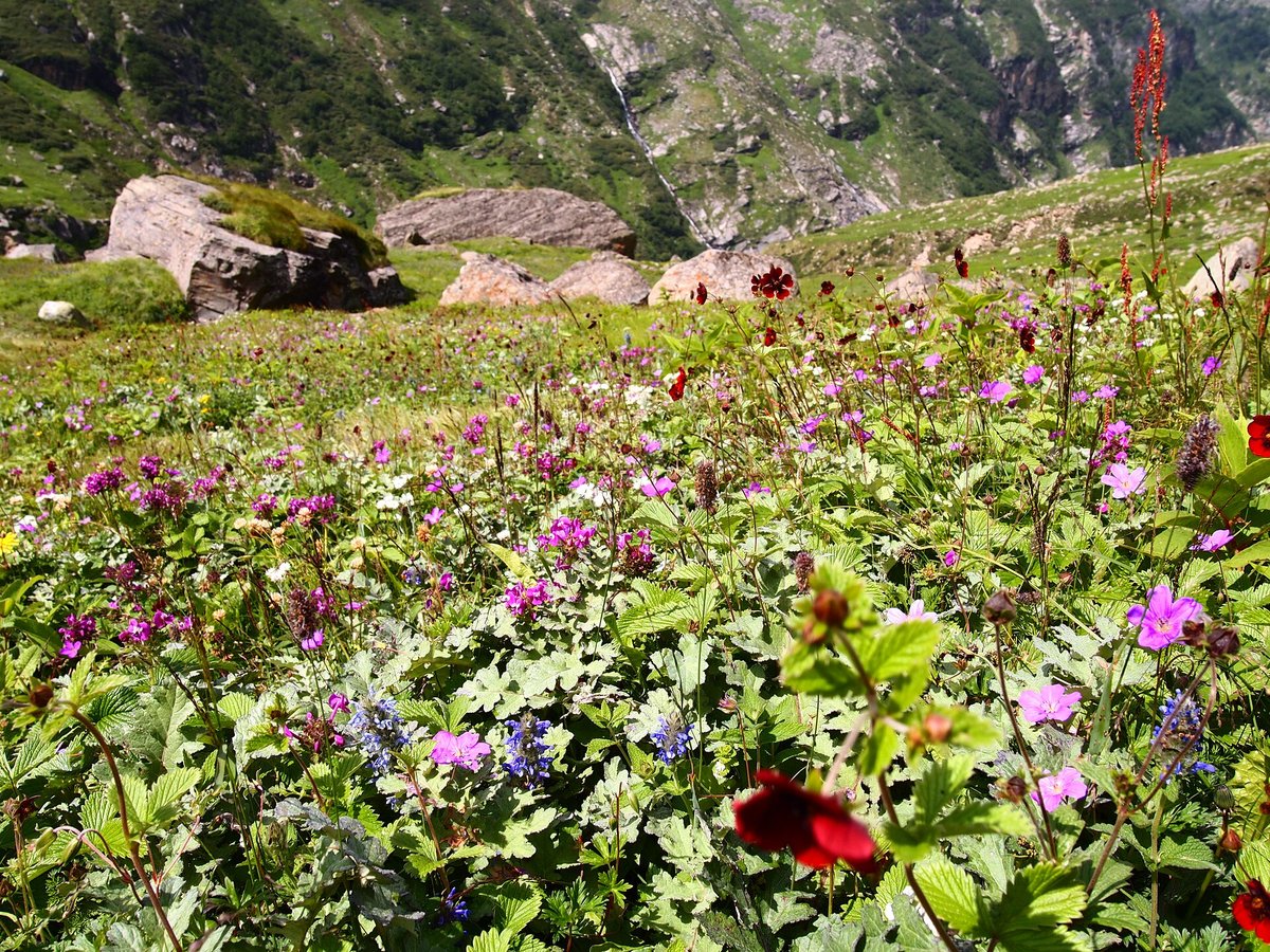 Valley of Flowers Bloom — Ghangaria