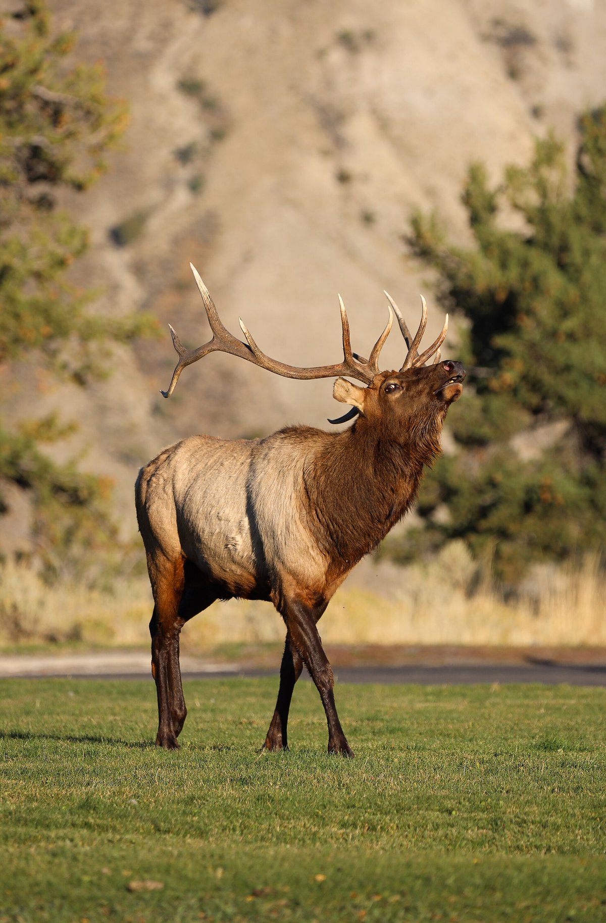 Elk Rut Bugling — Rocky Mountain NP Colorado USA