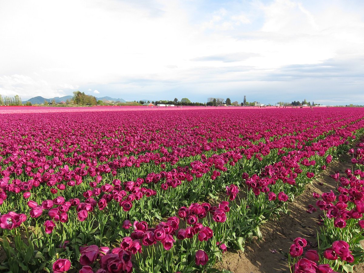 Skagit Valley Tulip Fields — Washington USA