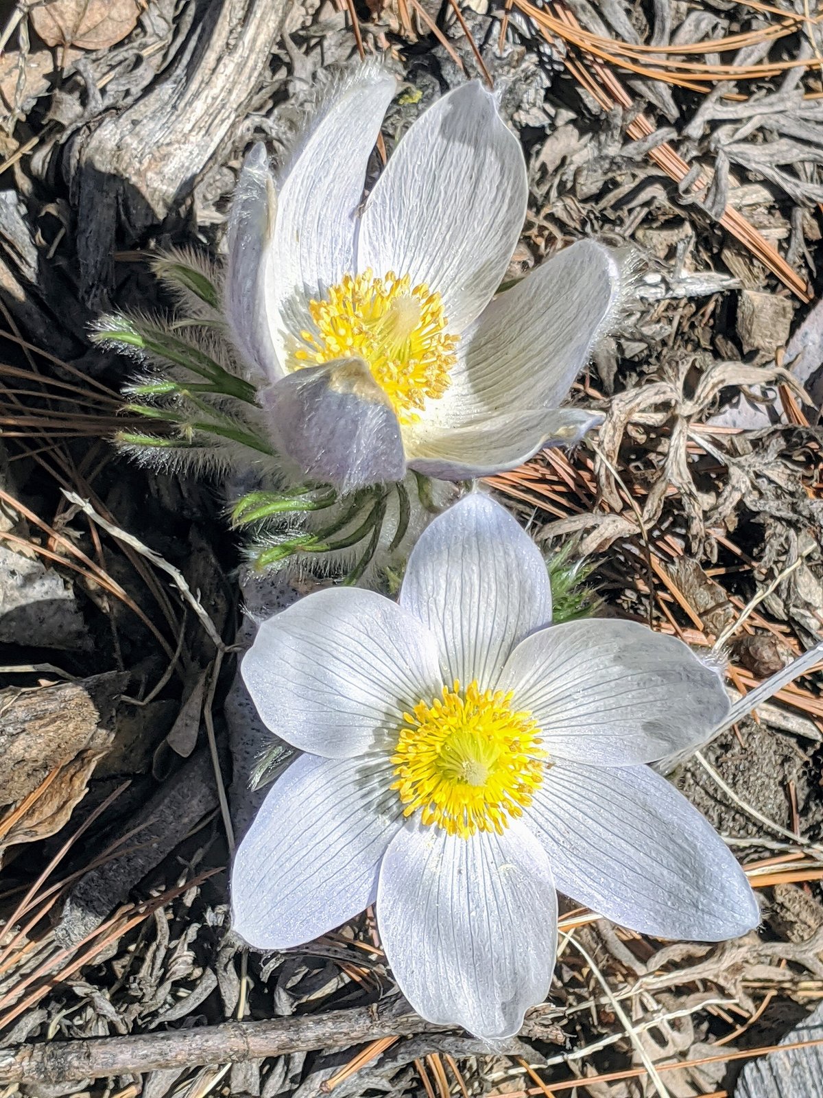 Spring Pasque Flower — Therfield Heath England