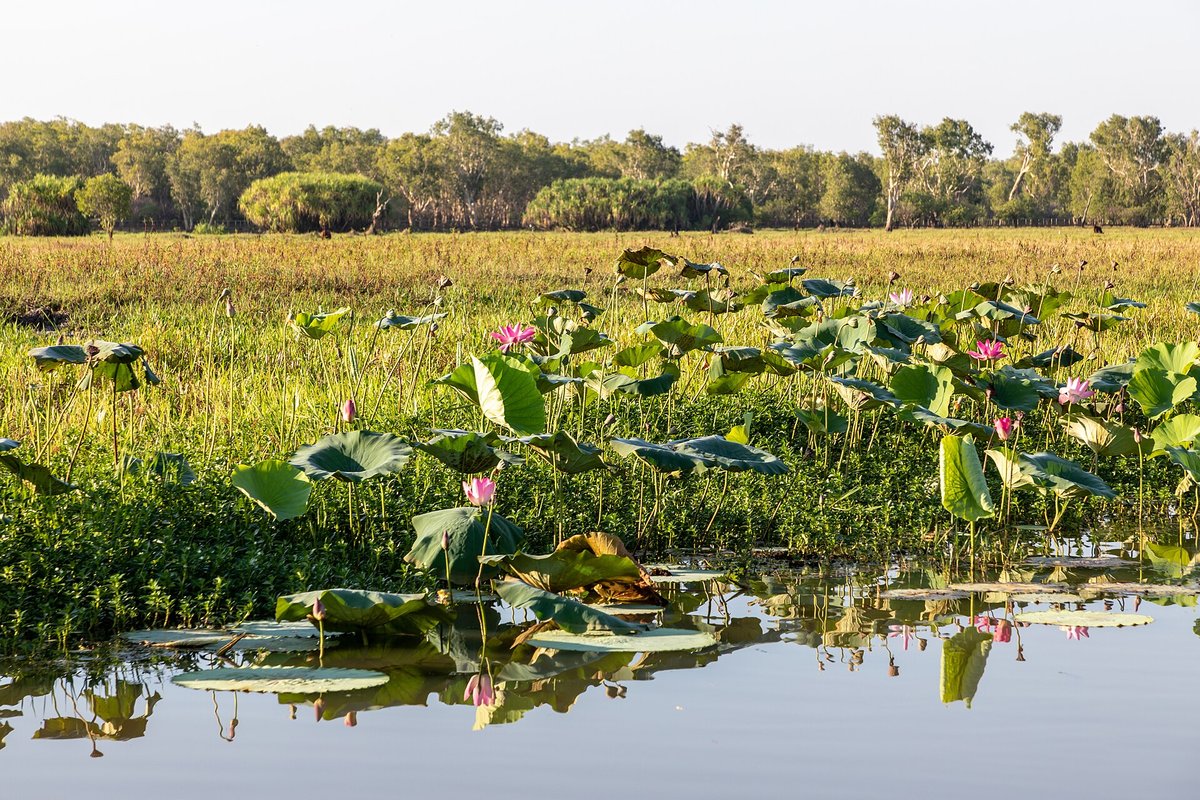 Kakadu Water Lily Bloom — Kakadu National Park