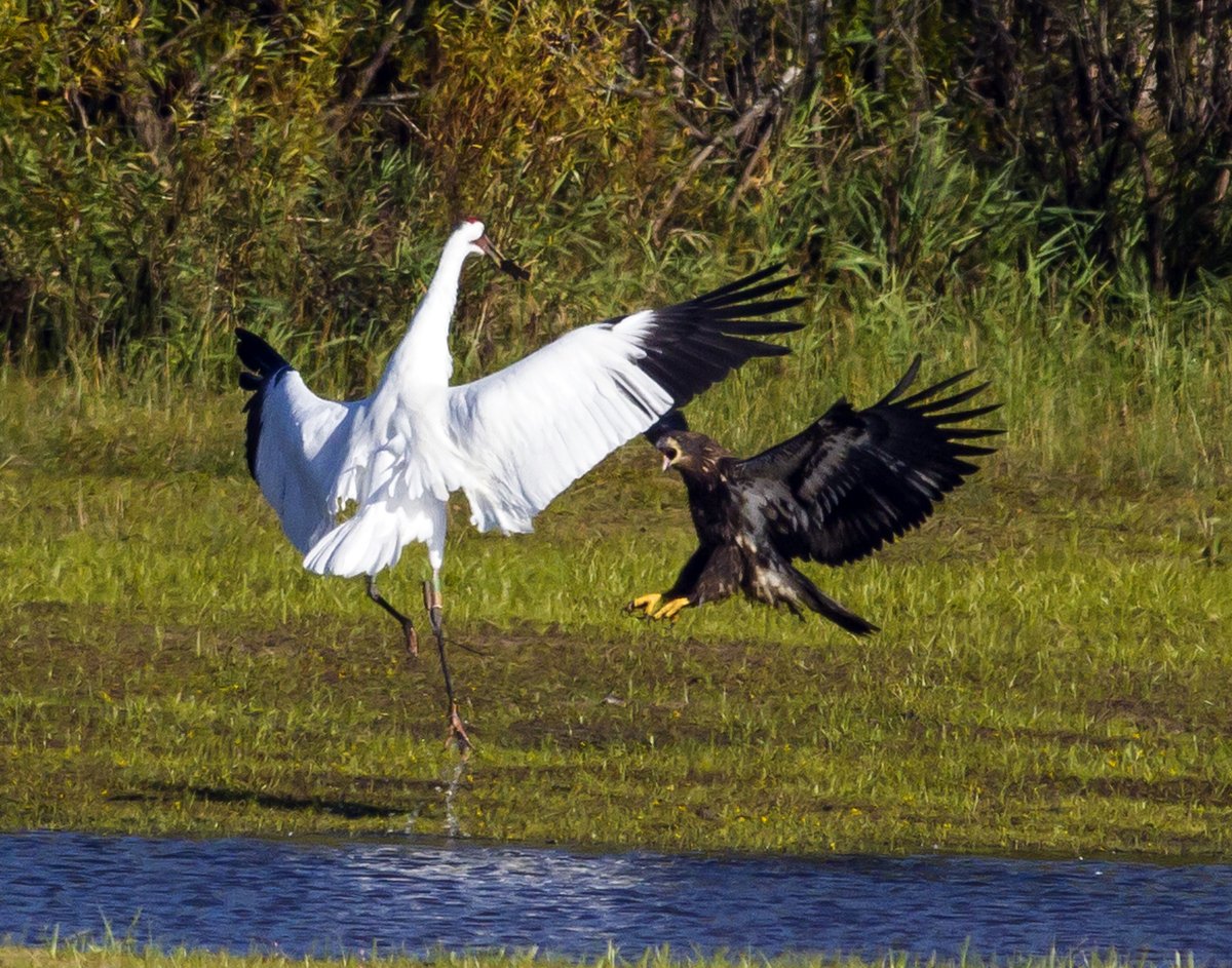 Necedah Whooping Cranes