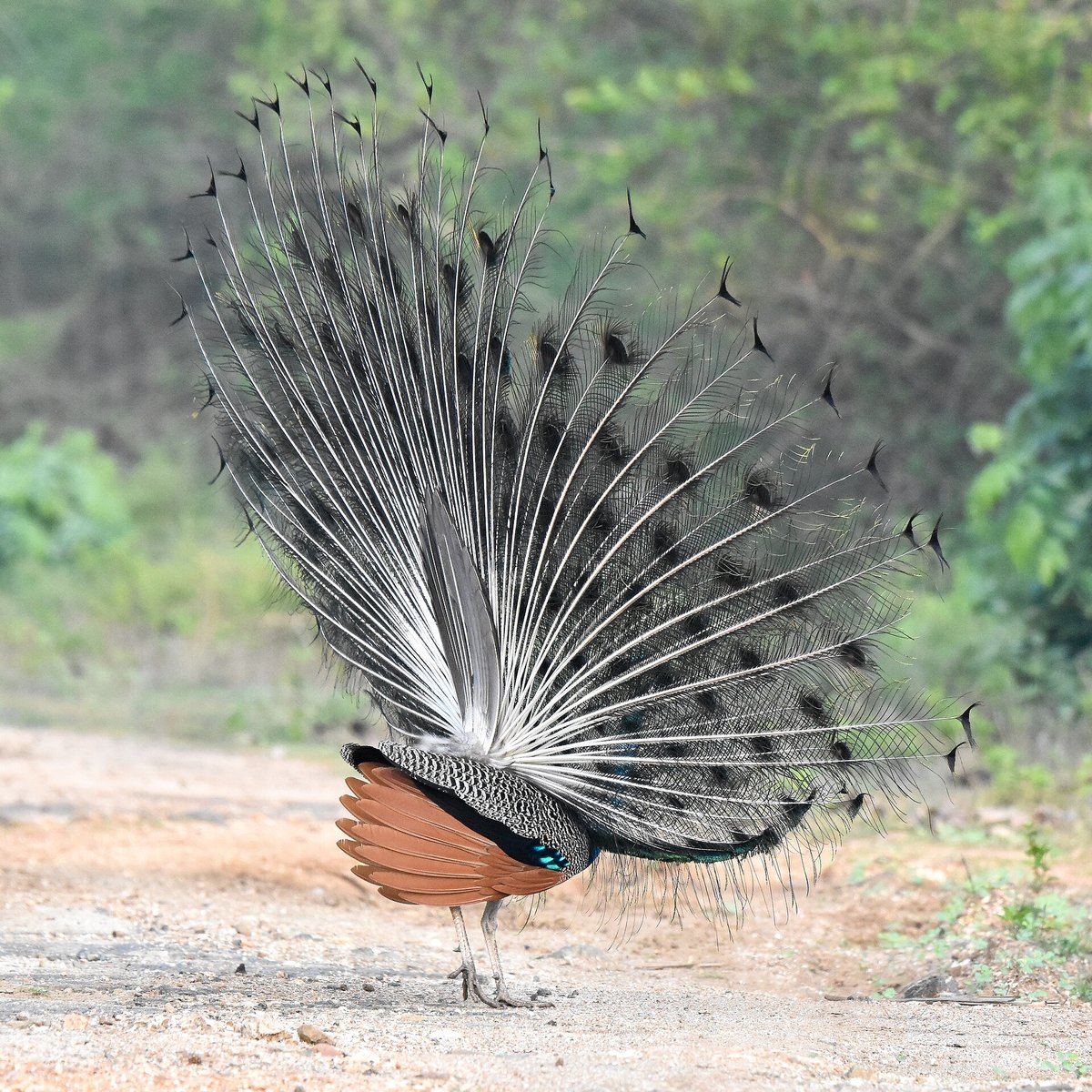 Peacock Display — Ranthambore India