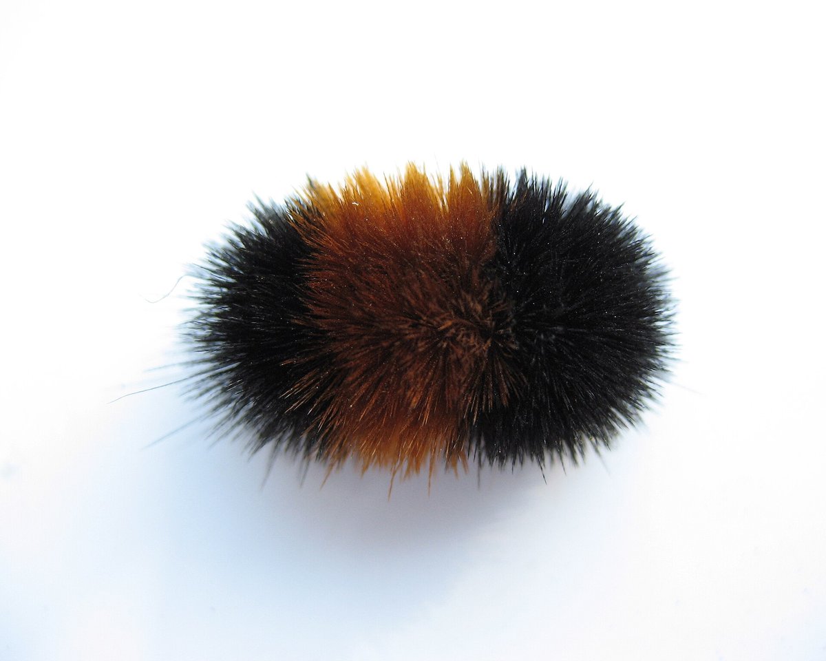 Woolly Bear Caterpillar Migration — Alps Switzerland