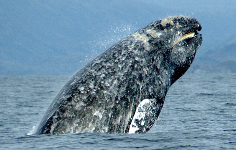 Grey Whale Lagoon Friendlies — San Ignacio Baja California