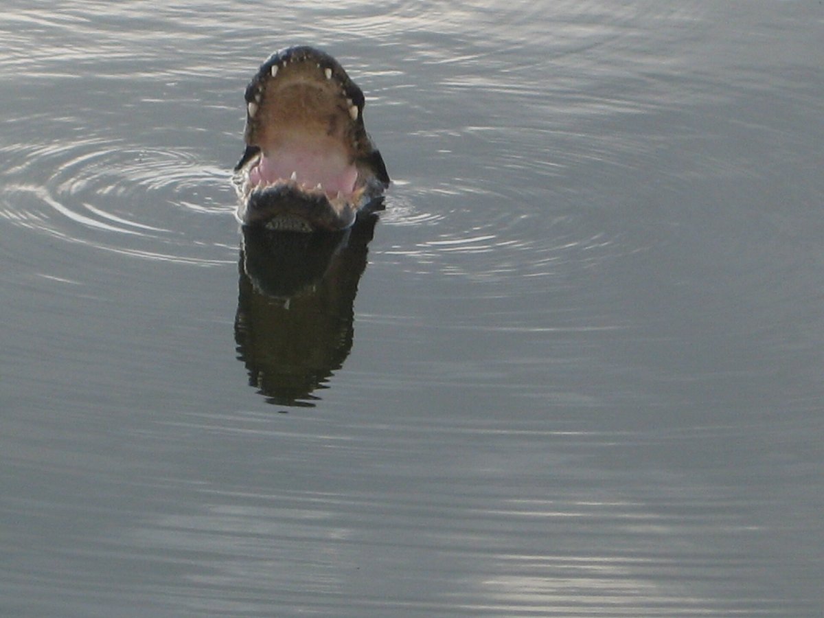 Anhinga Trail Wildlife