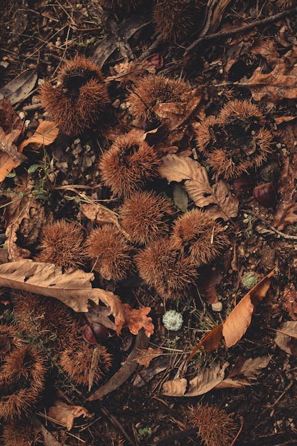 Castagniccia chestnut forest