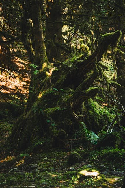 Aya Old-Growth Forest — Japan