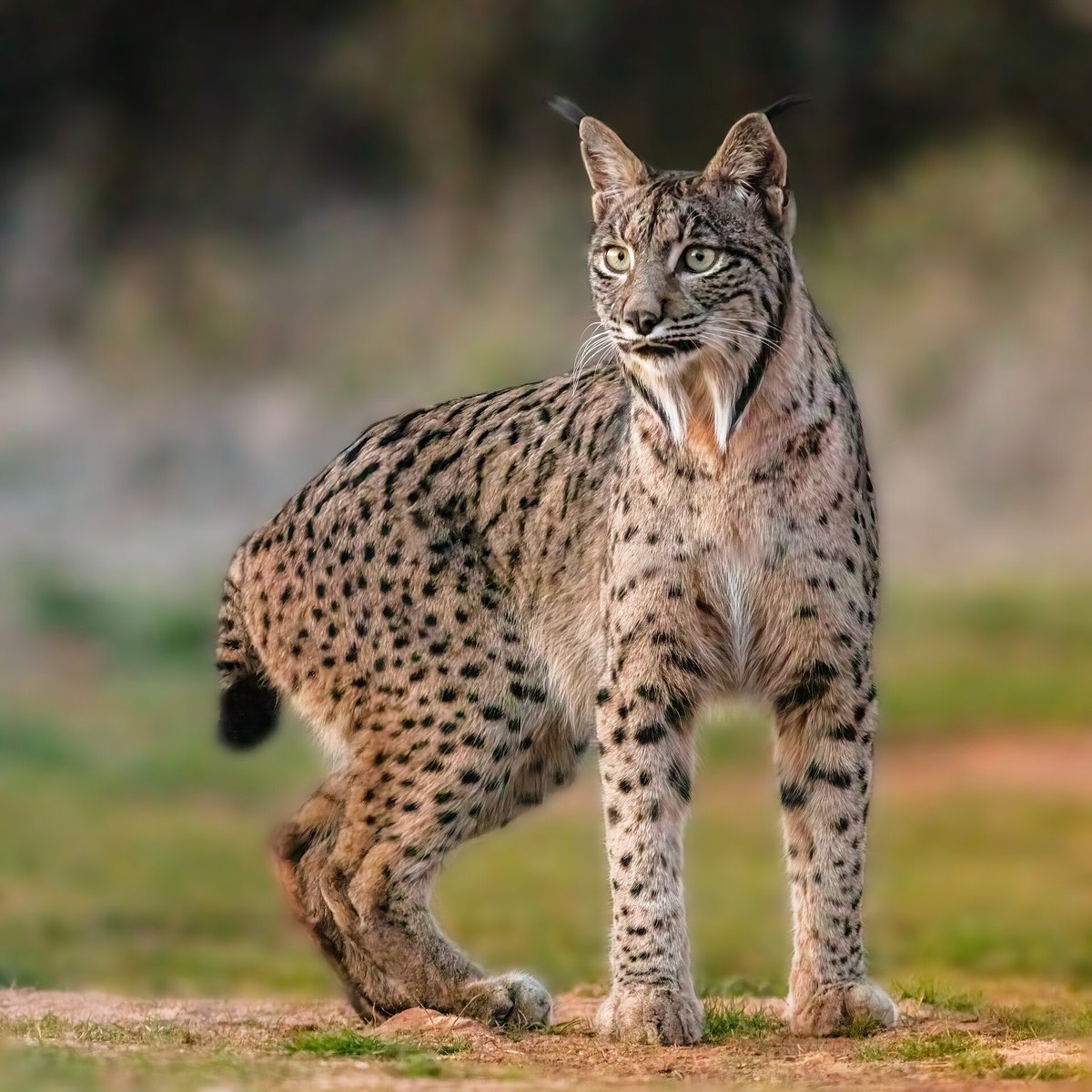 Iberian Lynx Patrol — Coto Doñana Spain