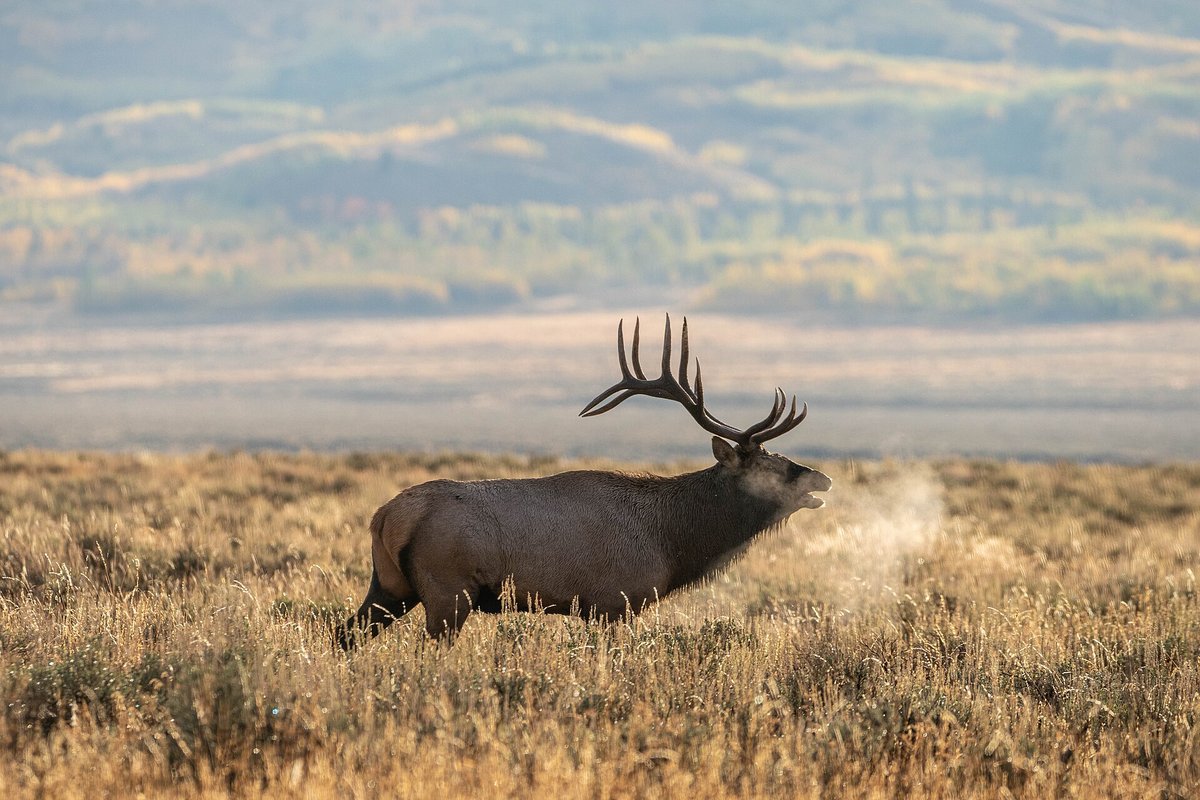 Elk Bugling Season — Białowieża Forest Poland