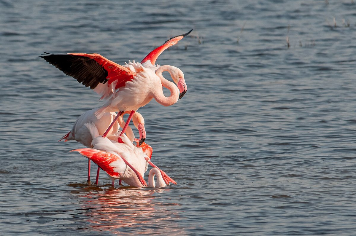 Greater Flamingo Breeding Aggregation (Camargue) — Khijadiya Bird Sanctuary