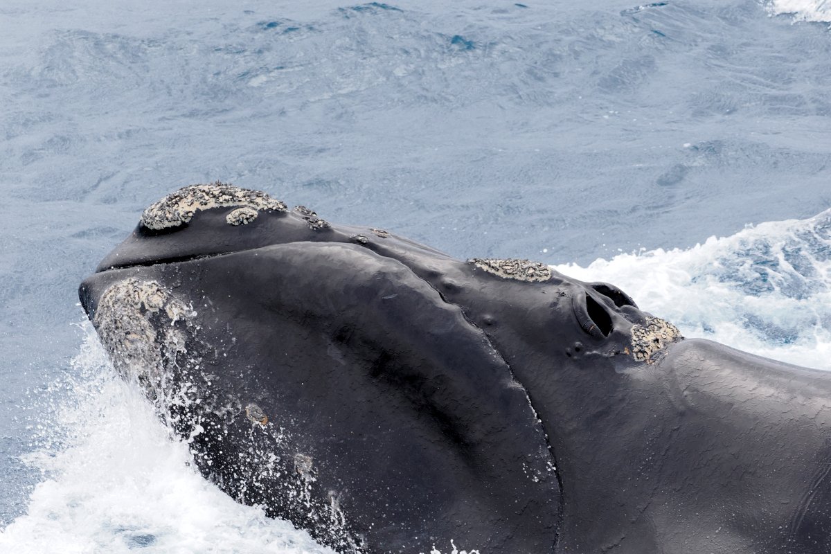 Southern Right Whale Calving Aggregation — Golfo San José