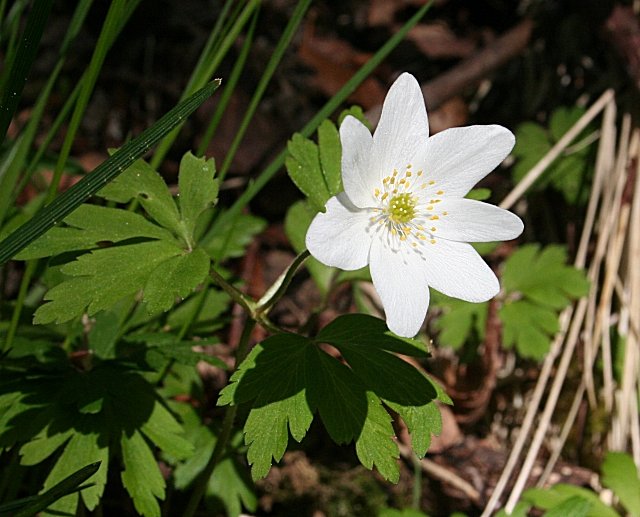 Anemone Woodland Bloom — Bohemian Switzerland