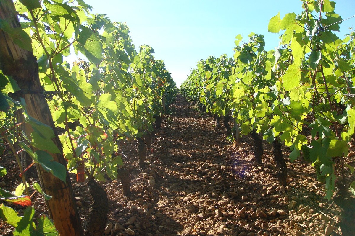 Vineyard Harvest Burgundy — Côte d'Or France