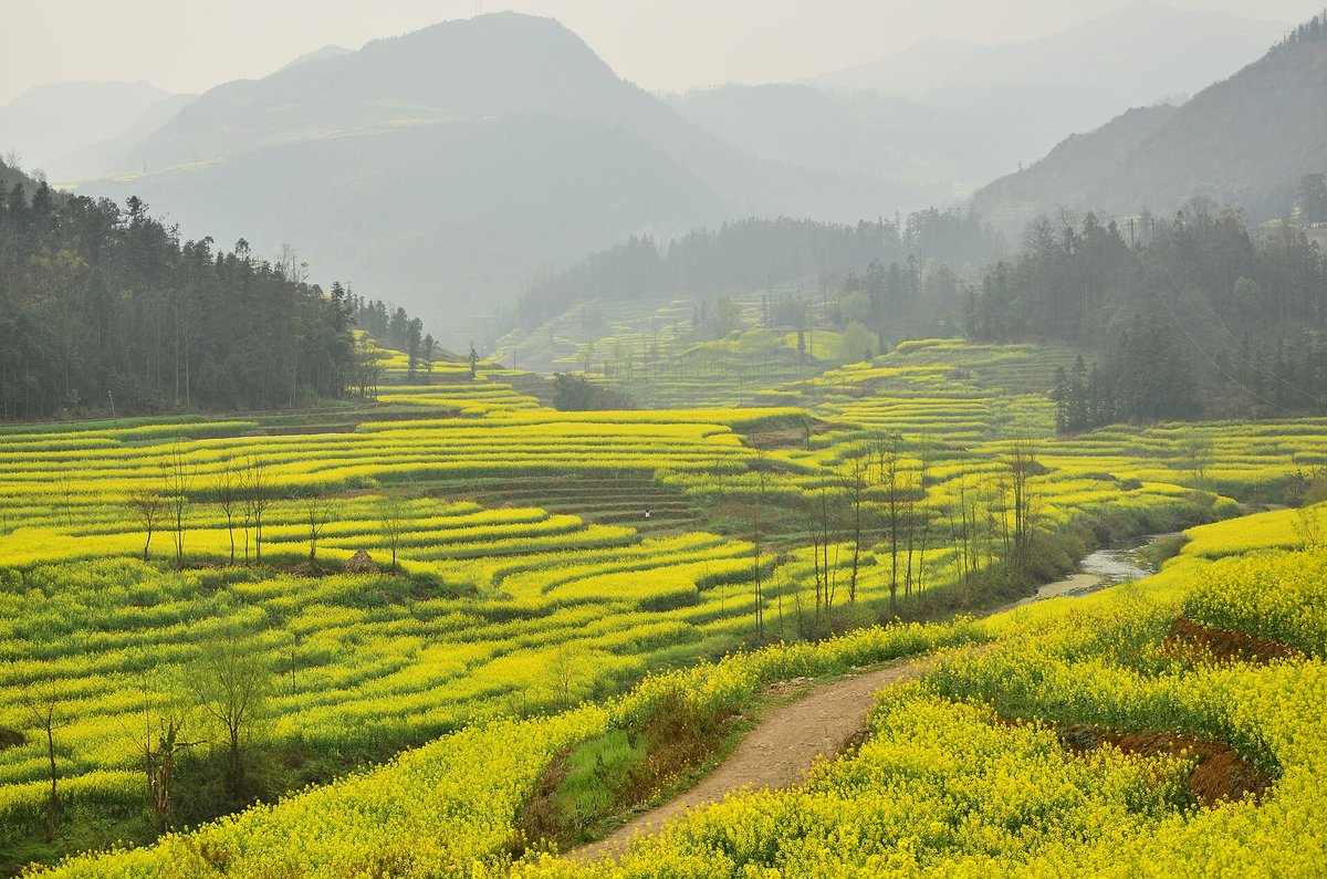 Luoping Rapeseed Bloom — Luoping County