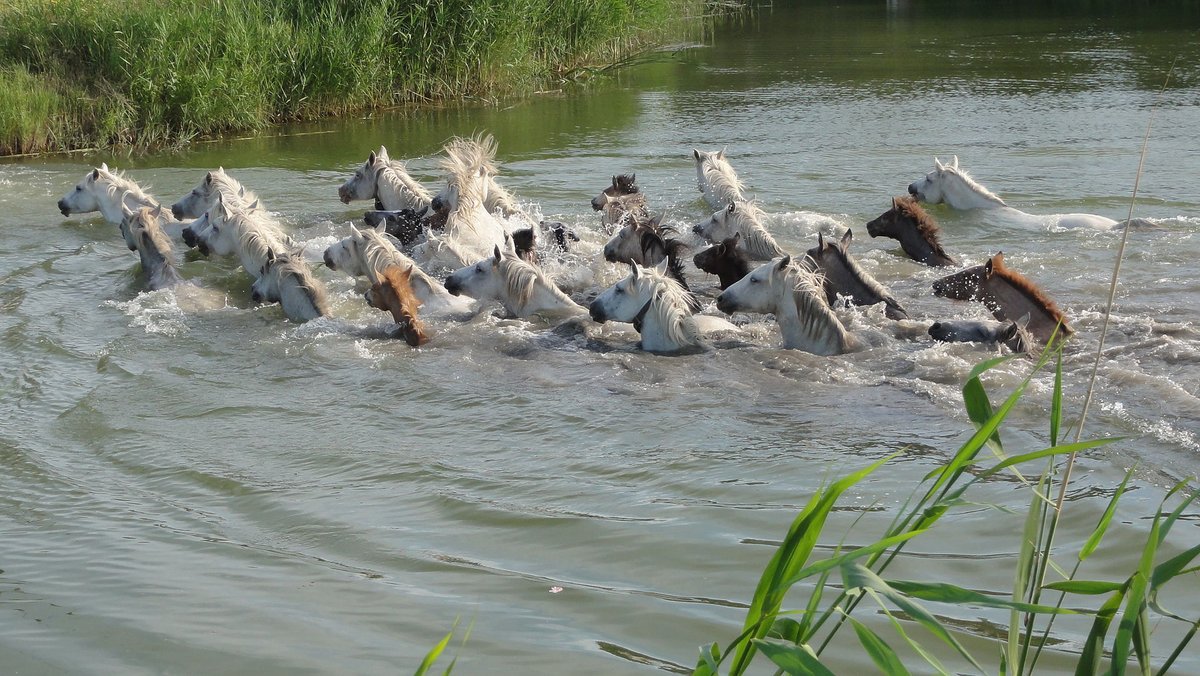 Camargue Wild Horse Herd — Rhône Delta