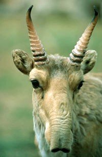Saiga Antelope Autumn Rut — Stepnoi Russia