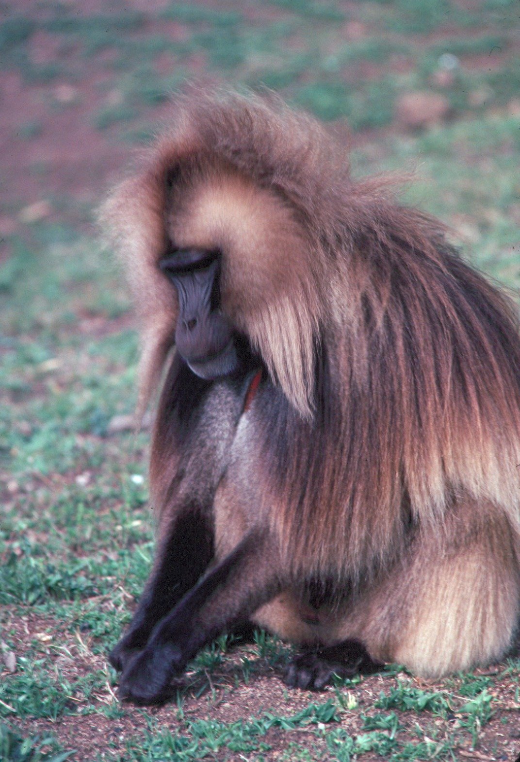 Gelada Bleeding-Heart Monkey Cliff Band — Simien Ethiopia