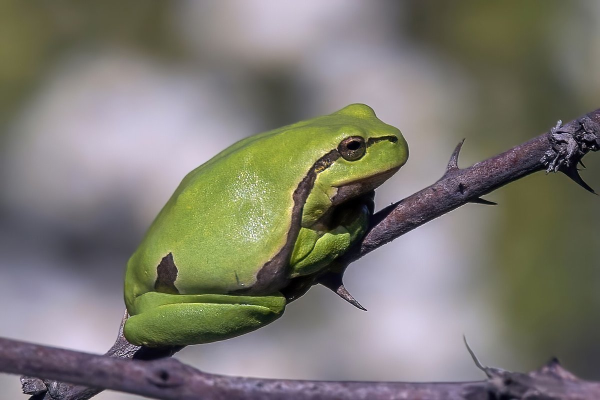 European Tree Frog Chorus — Camargue France