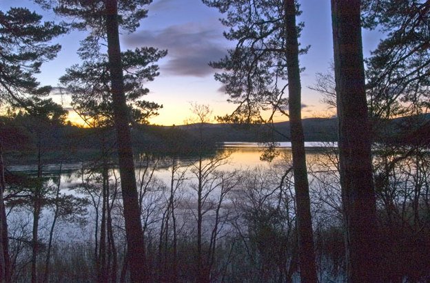 Dawn Chorus — English Woodland May