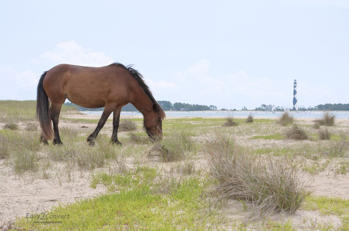 Cape Lookout Wild Horses